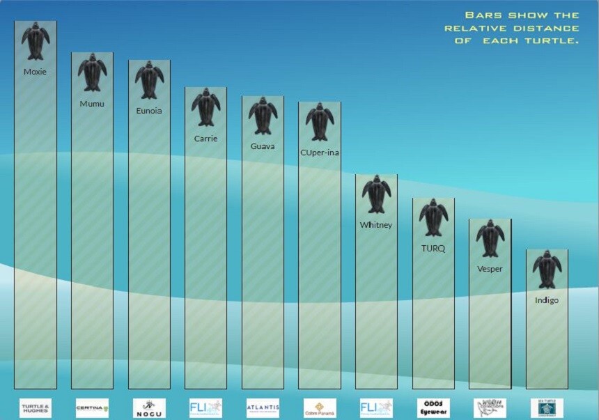 Prozatimní pořadí kožatek v letošním Tour de Tourtles.